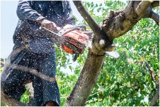 tree services Carrizo Springs